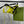 GG 26s Swimsuit Lime Yellow Polyamide 243579