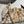 CC 2026 Hobo Bag 22cm Beige Black Plush Leather